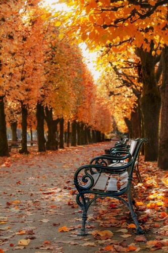 fall-6238435_1280
